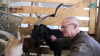 Visite de la Chevrerie de Beaumarran à Méounes [upl. by Kaleb]