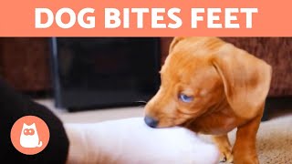 My DOG Keeps BITING My FEET When I Walk 🚶‍♂️🐕 Causes and What to Do [upl. by Clementina]