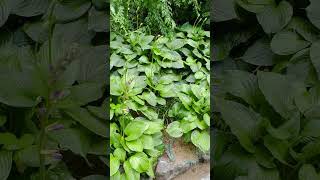 Hosta Ventricosa in early June after the rain 🌧️ [upl. by Harriette]