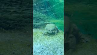 Critically endangered Lake Titicaca frog Poached to near extinction amphibian love viralvideo [upl. by Wun270]