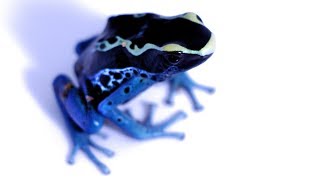 Species Spotlight Ep 2  Dendrobates tinctorius Powder Bluequot [upl. by Sager722]