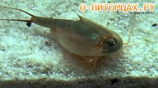 Щитень Triops australiensis  opitomcaxru [upl. by Anat]