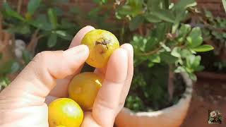 Psidium Robustum  Araça Goiabinha 💚 😋😋😃🍋 [upl. by Assirk]