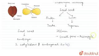 STRUCTURE OF A DICOTYLEDONOUS SEED [upl. by Enamart]