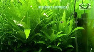 Higrophila corymbosa cuidados [upl. by Olodort]