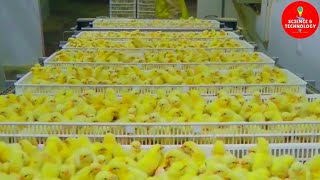 AMAZING FULL PROCESS OF MODERN HIGHTECH CHICKS HATCHERY MODERN POULTRY HATCHERY TECHNOLOGYFARMING [upl. by Elyl]