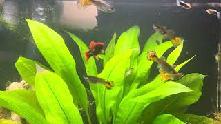 2024 October update on livebearer fish platy and guppy aquarium tank [upl. by Jonis]