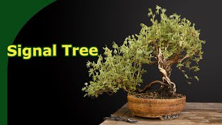 Potentilla as a bonsai [upl. by Ahsikat]