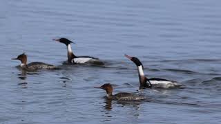 Red breasted Merganser [upl. by Rey703]