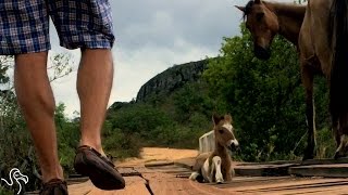 Man Helps Mother Horse Get Her Trapped Baby Safe  The Dodo [upl. by Marfe170]