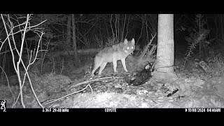 Bobcat  Tree Knock  Orb  Maine Wolf Coyote Tribute  Special Edition  Enhanced Footage [upl. by Kcor]