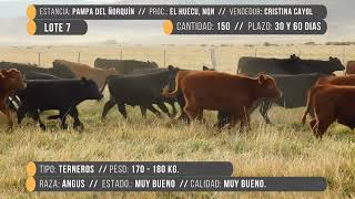 Lote 07 Pampa del Ñorquin [upl. by Teahan512]