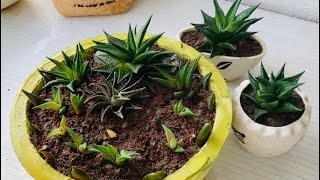 Repotting and Summer Care Tips for Haworthia limifolia 👩‍🌾 [upl. by Noelyn]