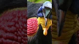 Uncovering the Deadly Secrets of Cassowaries [upl. by Enattirb]