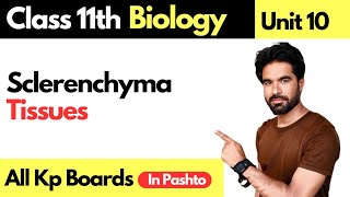 Sclerenchyma Tissues  Supporting Tissues in plants  Class 11th biology [upl. by Eustache147]