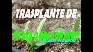 Trasplante Y Cultivo De Pitaya O Dragon Fruit  Lugares Y Plantas [upl. by Dadivitan846]