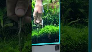 Monte Carlo farm aquascape youtubeshorts aquarium [upl. by Anagnos231]