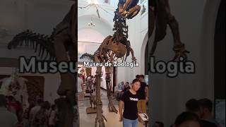 Museu de Zoologia shorts saopaulo [upl. by Yllah632]