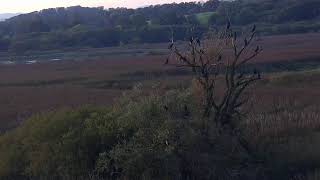 RSPB Leighton Moss Osprey Platform Live Stream [upl. by Yablon17]