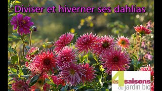 Diviser et hiverner ses dahlias  Les 4 Saisons du jardin bio [upl. by Nedry]