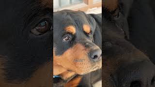 So cartoon coded 🤣 rody rottweiler youtubeshorts viralvideo [upl. by Trebma]