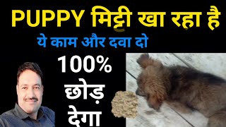 Puppy Mitti khata hai 100  रोकें Puppy Eating Mitti Soil and Stones Puppy ko mitti khane se kaise [upl. by Ansaev170]