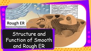 Science – Structure and Functions of Endoplasmic Reticulum – English [upl. by Marcelle]