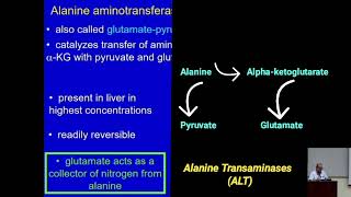 Catabolism of Amino Acids Role of Transaminases Metabolism Made Easy [upl. by Hyacinthie]