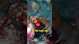 Mantis Shrimp Life Facts facts wildanimalfacts animalfacts animalshorts animals animalshorts [upl. by Shandee402]