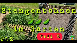 Stangenbohnen im Garten anbauen TEIL 2 Zeitraffervideo [upl. by Kirsteni]