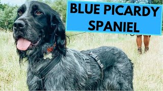 Blue Picardy Spaniel  TOP 10 Interesting Facts [upl. by Bondie]