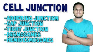 Cell Junction  Types of Cell Junction in Hindi  Human Anatomy and Physiology [upl. by Heck55]