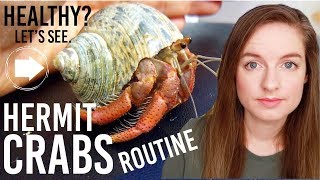 Hermit Crab Care Routine amp Addressing Concerns Are They Healthy [upl. by Spitzer]