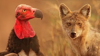 Cunning Crow Starts a Fight  Lands of the Monsoon  BBC Earth [upl. by Isolda]