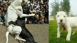 Fighter bully dog pets in pakistan [upl. by Il]