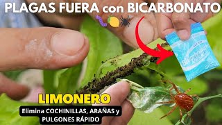 Nunca fue TAN FÁCIL Eliminar las PLAGAS🐜🍋Usa BICARBONATO y limpia tu LIMONERO de COCHINILLA y PULGÓN [upl. by Erdei]