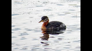 Rednecked Grebe Freiston Shore RSPB Lincolnshire 131024 [upl. by Ddene]