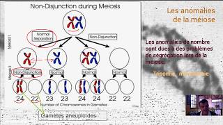 Anomalies de la méiose [upl. by Juliano]