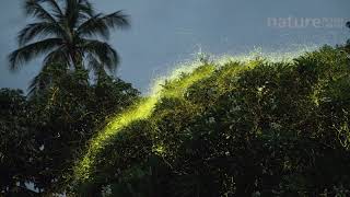 Timelapse of fireflies Lampyridae flying around a tree Bicol Philippines [upl. by Gonzalez]