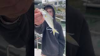 We caught a world record size fish [upl. by Ayt]