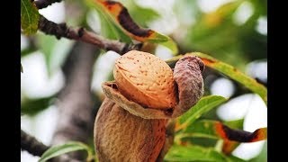 Farming Almonds  by Curiosity Quest [upl. by Aleuqahs]