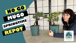 Do not repot your Pinus Mugo Bonsai during Spring Advice and tips for repotting and restyling [upl. by Gardal116]