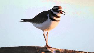 Killdeer Song [upl. by Andra]