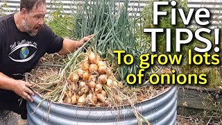 5 Tips How to Grow a Ton of Onions in One Container or Garden Bed [upl. by Xymenes580]