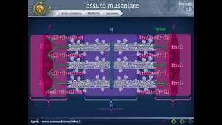 Istologia 19  Muscolare parte 1 [upl. by Ayahsal]