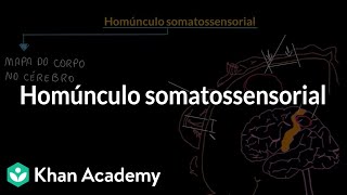 Homúnculo somatossensorial [upl. by Stuppy]