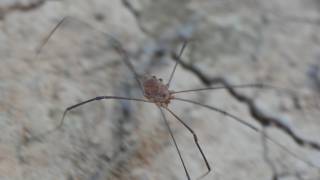 Harvestmen crawl around on sandy shore [upl. by Yeroc]