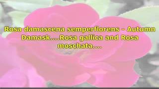 Ancient History of Rose Plants  Floribunda Grandiflora Hybrid Tea and Polyantha Roses  Part 1 [upl. by Avahc]