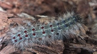 Lymantria dispar  Gypsy Moth  Schwammspinner [upl. by Clarice27]