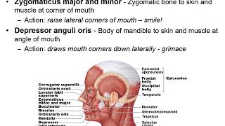 Chapter 11C  Muscular System Facial Expression and Mastication [upl. by Weeks]